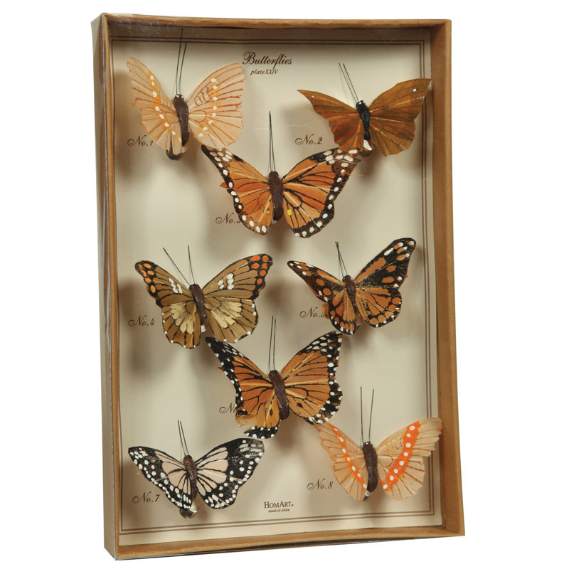 Ensemble papillon Acuna, Brun