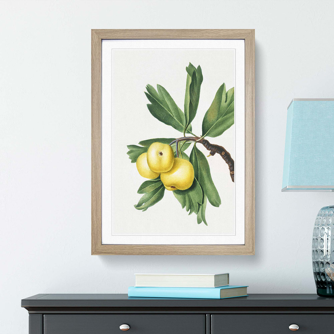 Hawthorn Apple Tree by Giorgio Gallesio - Picture Frame Painting Print