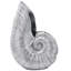 Pichet de coquillage Coastal