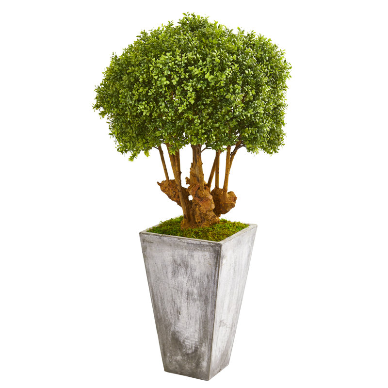51'' Faux Boxwood Plant in Earthenware Planter