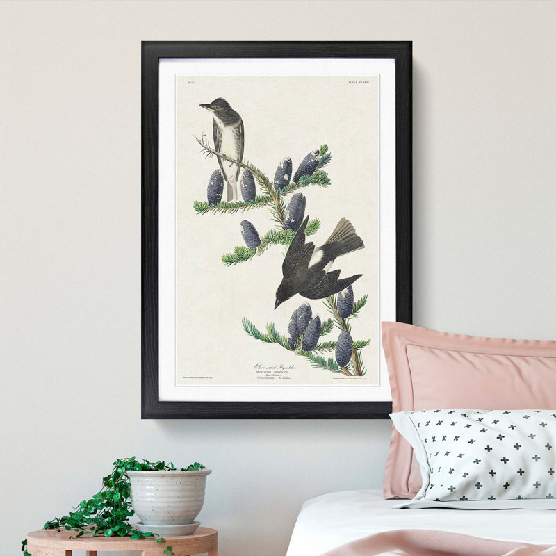 Olive-Sided Fly Catcher Bird by John Audubon - Picture Frame Painting Print, 65cm H x 48cm W x 2cm D, Black Framed