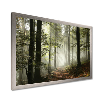 Lumière dans une forêt d'automne dense avec brouillard, œuvre d'art