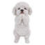 Chiot caniche jouant