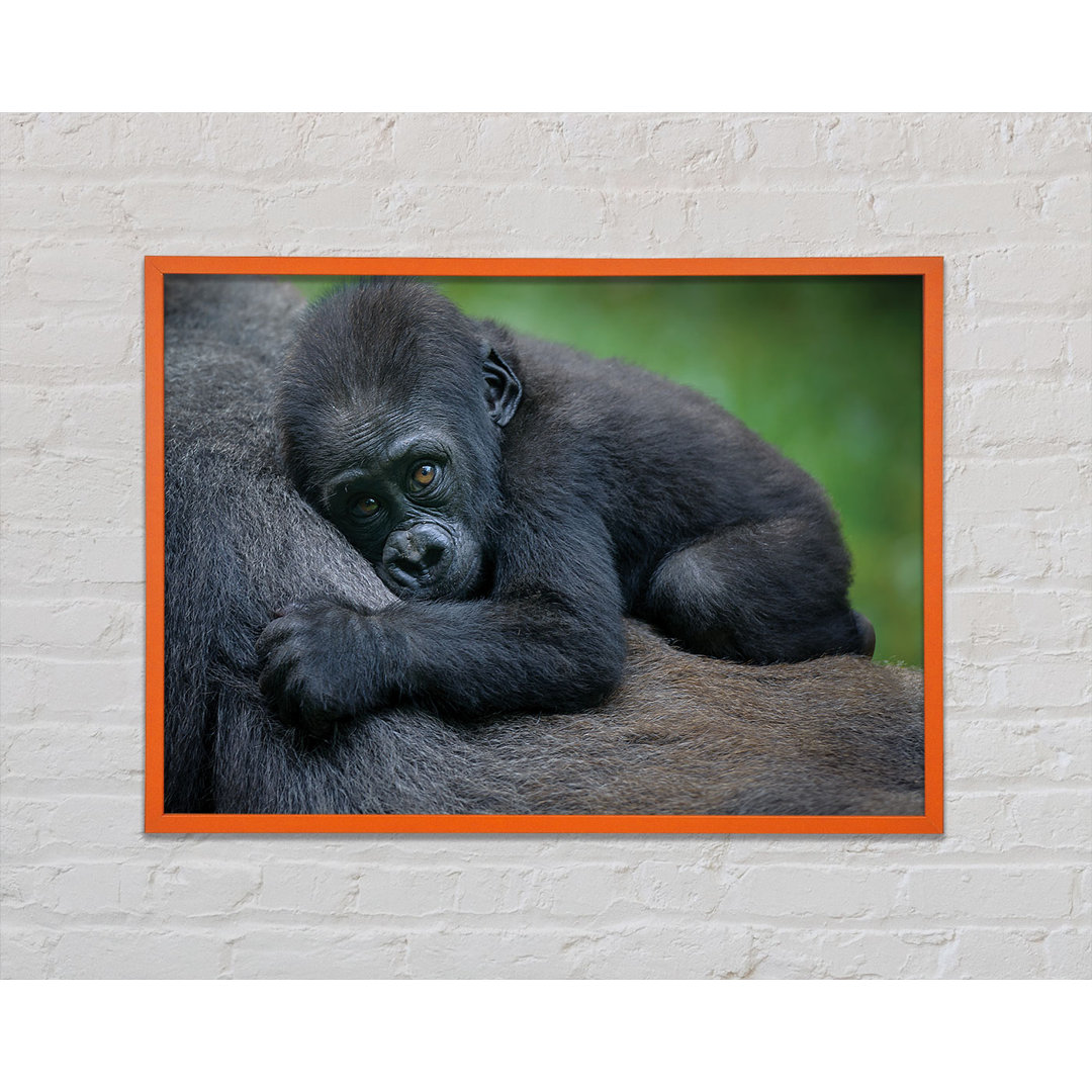 Baby Gorilla hält sich fest Gerahmter Druck