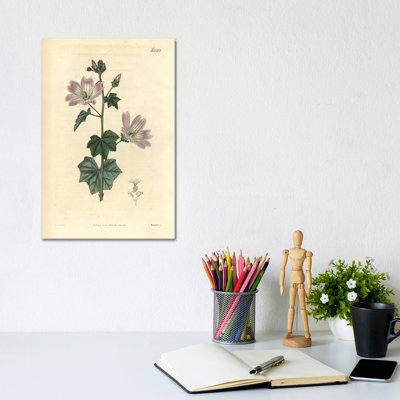 Australian Hollyhock by Florilegius - Gallery-Wrapped Canvas Giclée on Canvas