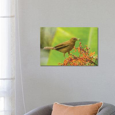 Costa Rica, Arenal. Clay-Coloured Thrush Feeding. by Jaynes Gallery - Wrapped Canvas Gallery-Wrapped Canvas Giclée
