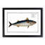 Mackerel Fish by M.E. Bloch - Framed Print-55577485-55577484