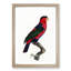 A Black-Capped Lory by F. Levaillant - Framed Print-55457509-55457512