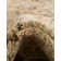 Ophelia Oriental Indoor Rug