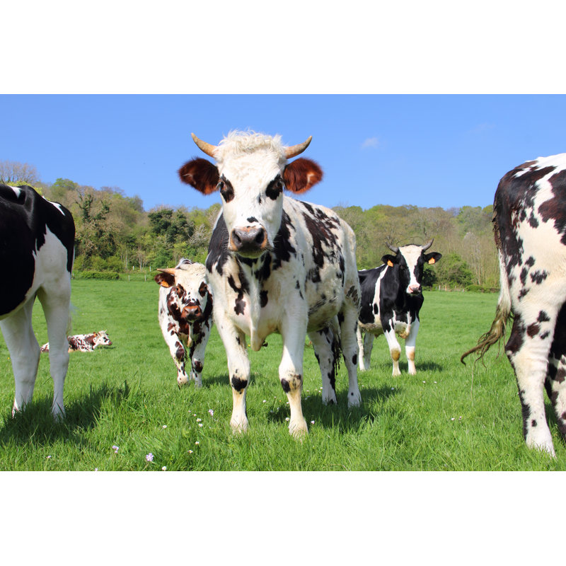 Cows On Green Field by Destillat - Wrapped Canvas Print, 30cm H x 46cm W
