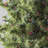 50.5' 100-Light String Lights-31889555
