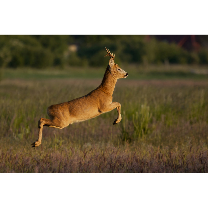 Roe Deer by Wrzesientomek - Wrapped Canvas Print, 61cm H x 91cm W