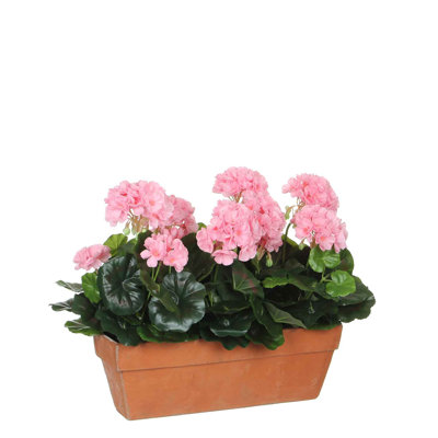 Geranium Arrangement in Planter