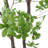 Artificial Enkianthus Tree in Planter