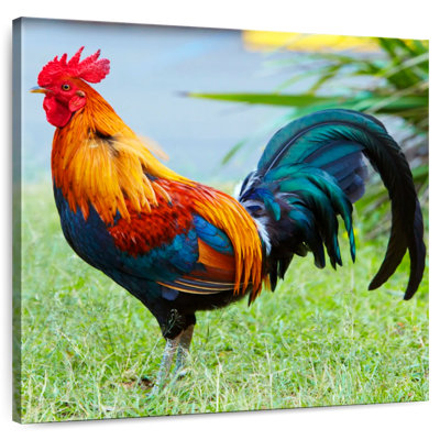 Crowle coq sur l'herbe