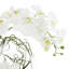 Orchid and Vine Arrangement in Glass Vase-44807563