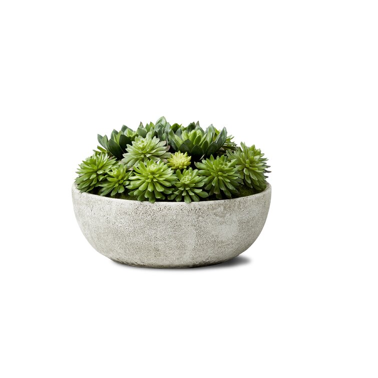 Succulent Plant in Pot Williston Forge