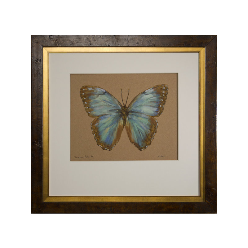 Acker " Morpho Peleides " by Acker
