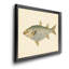 «Donovan Antique Fish IV», impression sur toile encadrée-769144025-769144030