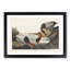 Canvas Backed Ducks by John Audubon - Picture Frame Painting Print-55513896-55513893