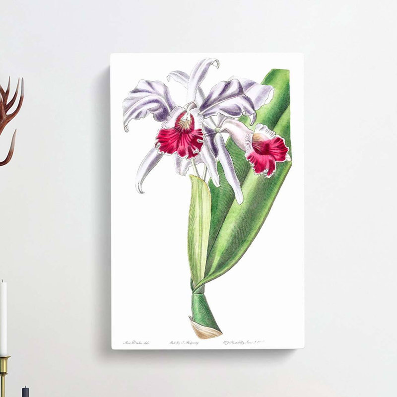 Crimson-Lipped Cattleya Flowers - Wrapped Canvas, 50cm H x 35cm W x 3cm D