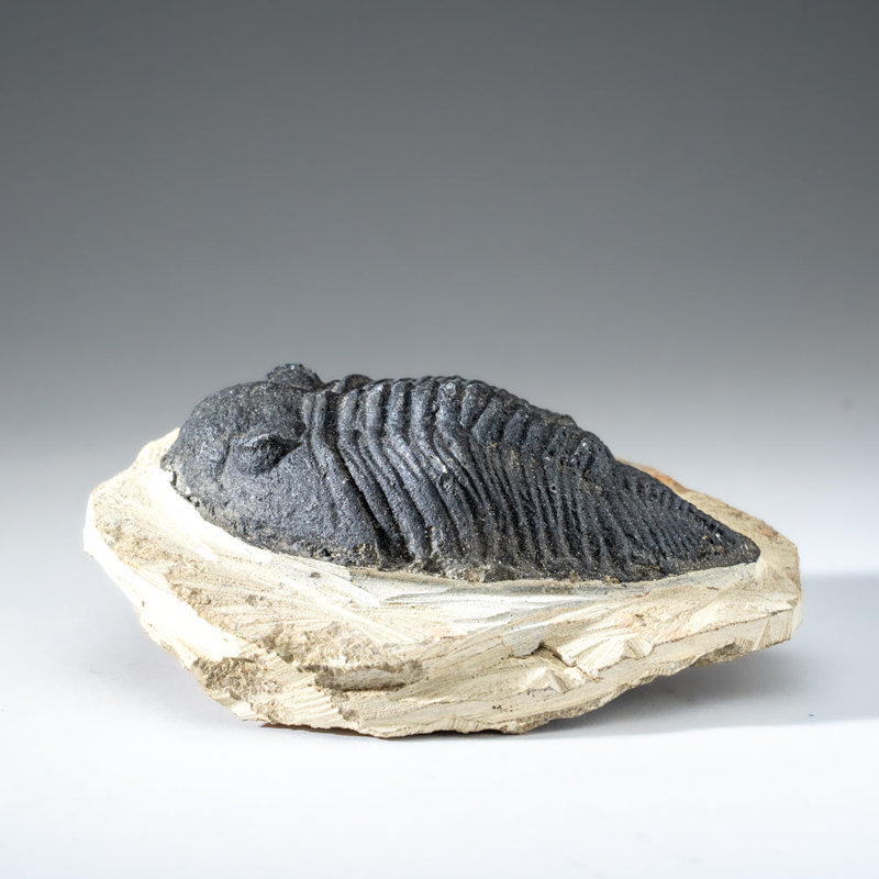 Genuine Single Metacanthina Issoumourensis Trilobite Fossil In Matrix (Large)