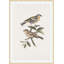 Nesting Navigators Ivory 3 Print-714668750