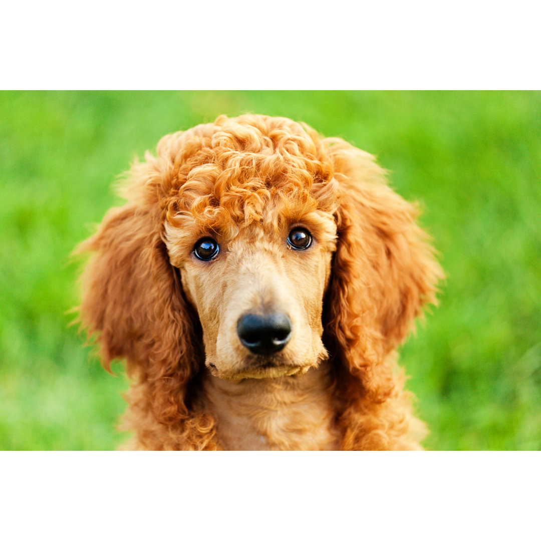 Portrait Of Puppy von YinYang - Leinwanddrucke auf Leinwand