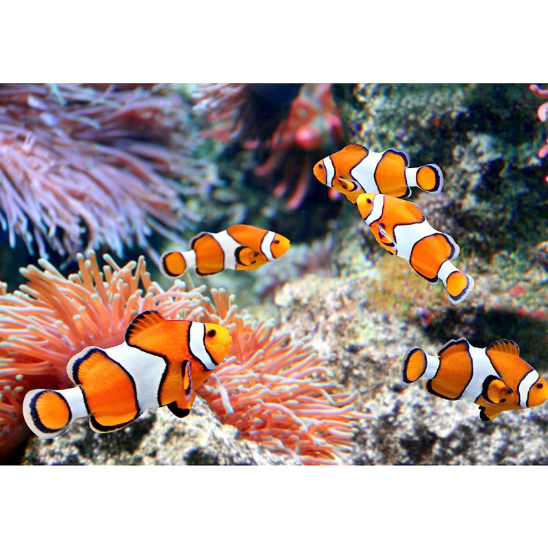 Murale clown poisson sous-marin anémone à peindre, L 100 po x l 144 po