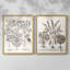 Impression encadrée sépia Besler Botanicals I-Premium - prête à être accrochée - aucun clou requis - aucun clou requis-409478067-409478069