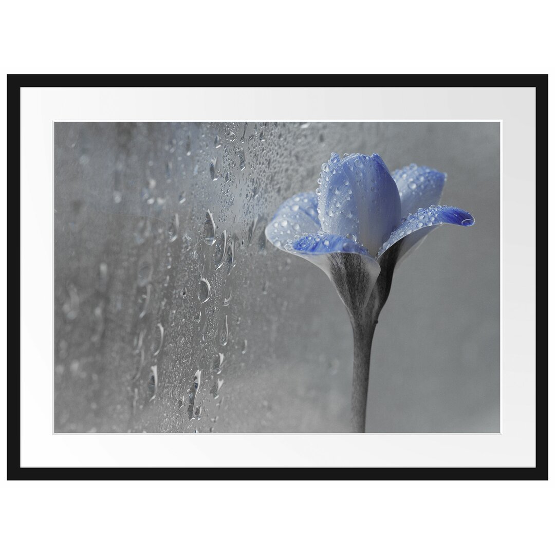 Gerahmtes Poster Frühlingsblume Tautropfen