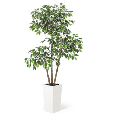 150cm Plant