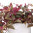 Karas Faux Tradescantia Plant in Ceramic Vase-785935225-768756894
