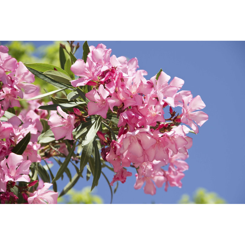 Pink Oleander - Photographie sur toile tendue, L 12 po x H 8 po