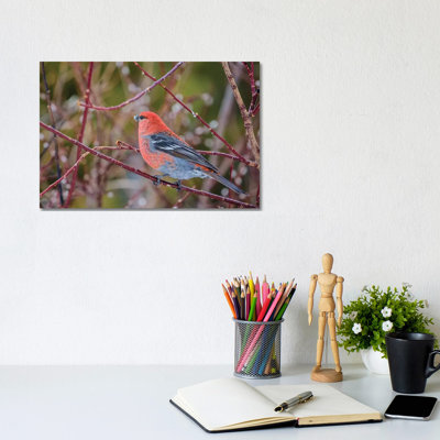" Male Grosbeak Near Nordegg, Alberta, Canada " by Chuck Haney