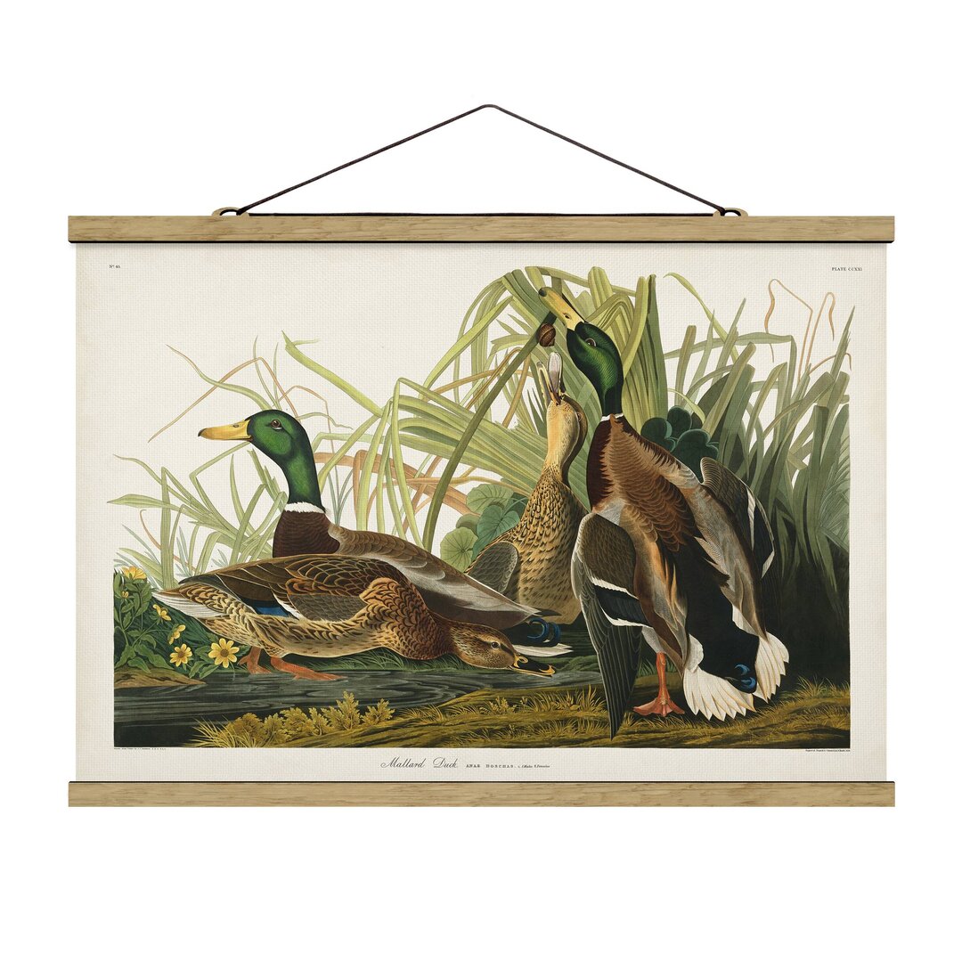 Poster Vintage Educational Board Enten