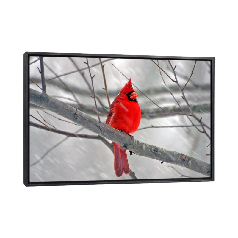 « cardinal oiseau »-impression, Toile avec cadre noir patiné, H 32 po x l 48 po x P 1,5 po
