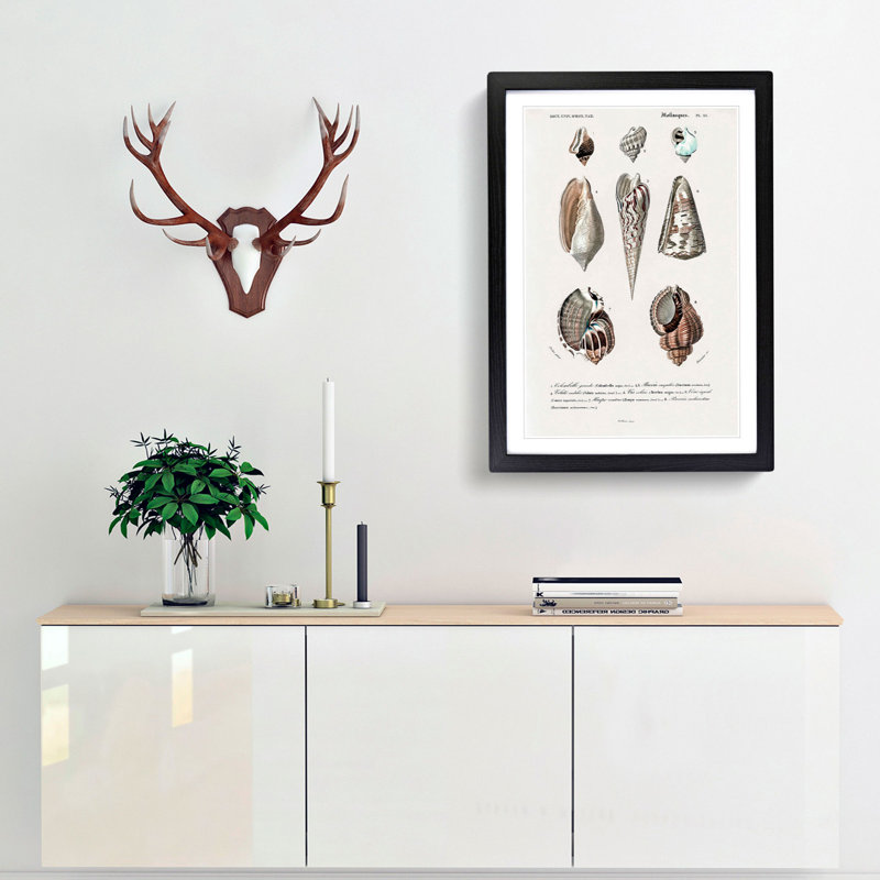 Mollusc Shell Illustrations PL. 25 by Charles D' Orbigny - Picture Frame Graphic Art Print, 48cm H x 36cm W x 2cm D