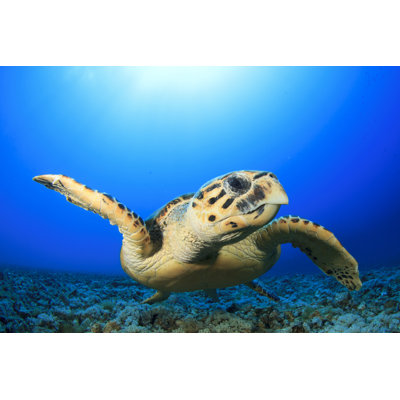 Athey Turtle - Wrapped Canvas Print