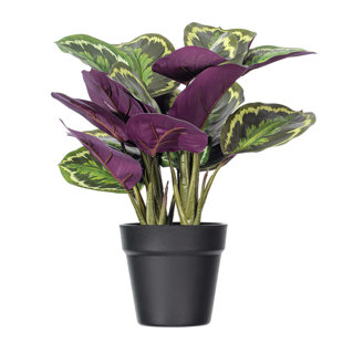 16.1 Plante (Ensemble de 2)