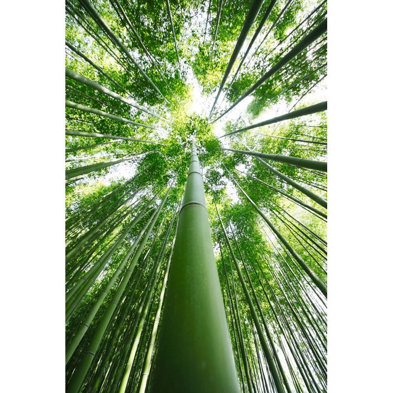 «Bamboo Trees» par Kokoroyuki - photographie sur toile tendue, H 36 po x l 24 po