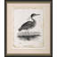 Common Night Heron Print