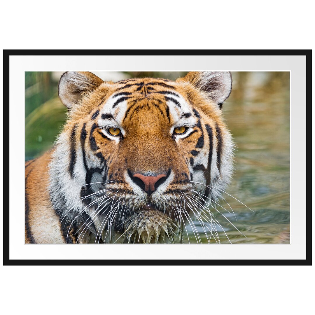 Gerahmtes Poster Tiger im Wasser