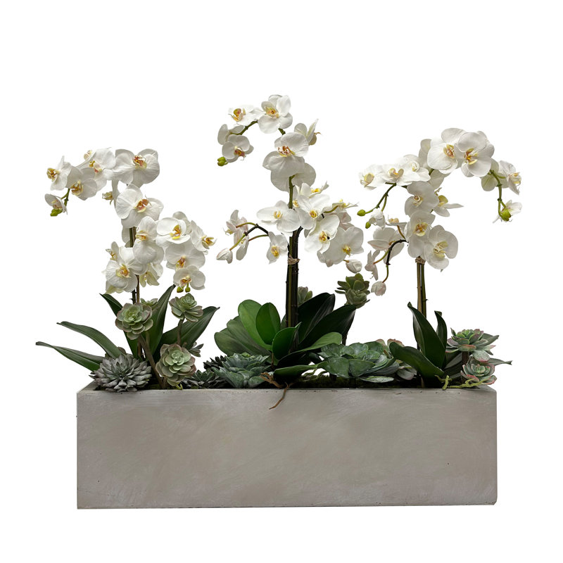 Orchid Succulent In Rectangle Planter
