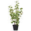 Ficus artificiel panaché 24 po
