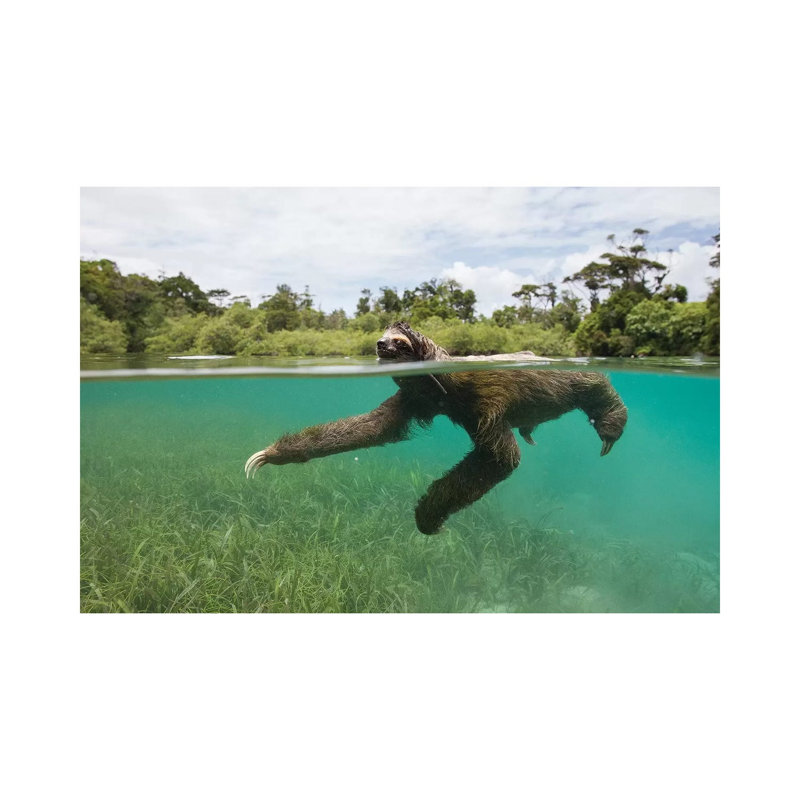 Pygmy Three-Toed Sloth Swimming In Mangrove Forest, Isla Escudo De Veraguas, Panama by Suzi Eszterhas - Wrapped Canvas Gallery-Wrapped Canvas Giclée