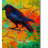 Kucera 'Crows 4' Print on Wrapped Canvas-22074151