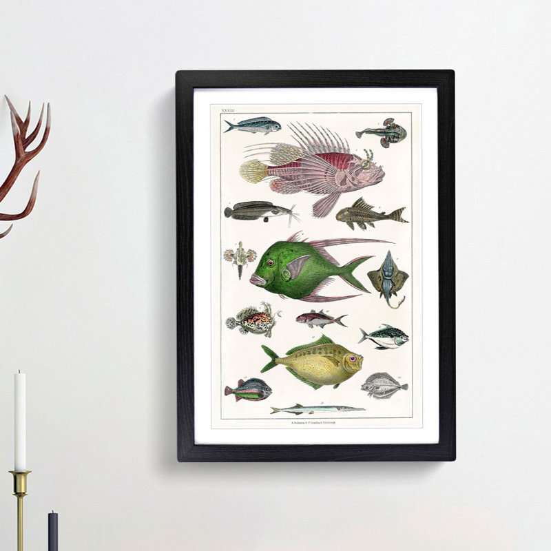 Various Fishes XXXIII by Oliver Goldsmith - Picture Frame Painting Print, 65cm H x 48cm W x 2cm D, Black Framed