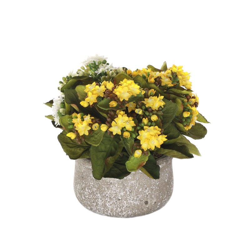 Arrangement de roses en pot, Blanc / jaune