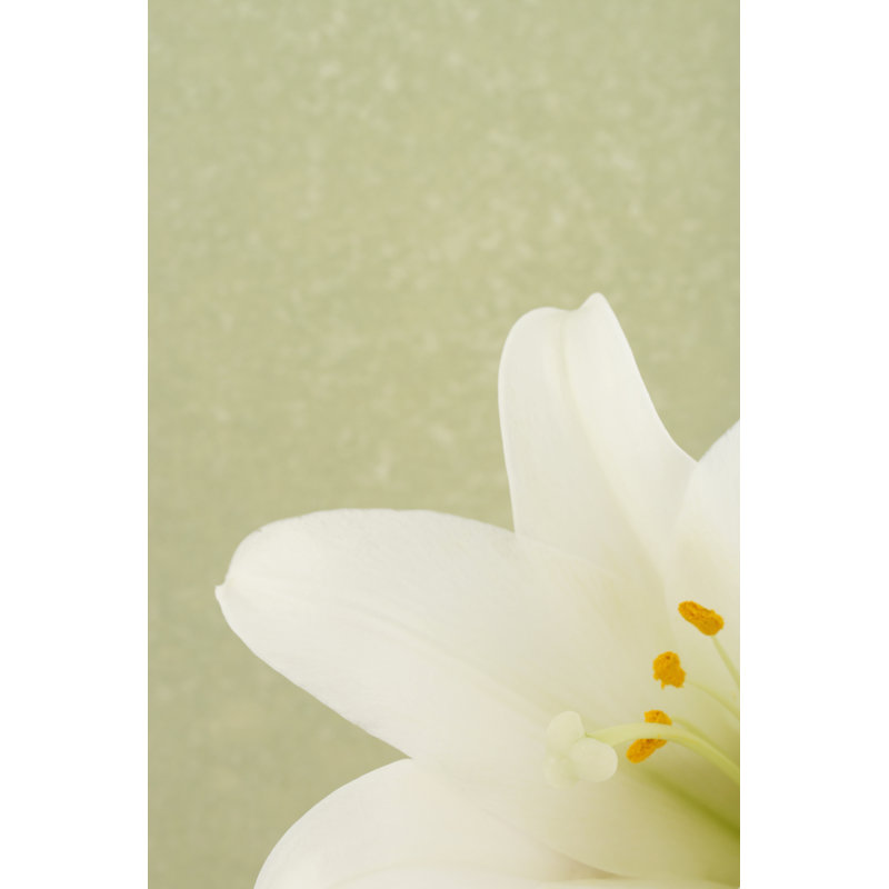 Easter Lily on Green by Duckycards, 36" H x 24" W